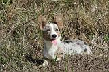 CORGI CARDIGAN 073